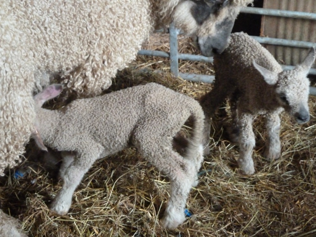 Twin lambs