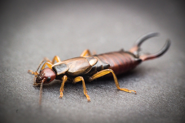 do earwigs really live in our ears