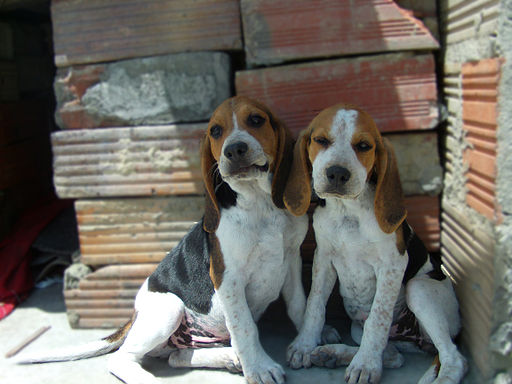 Beagle 2
