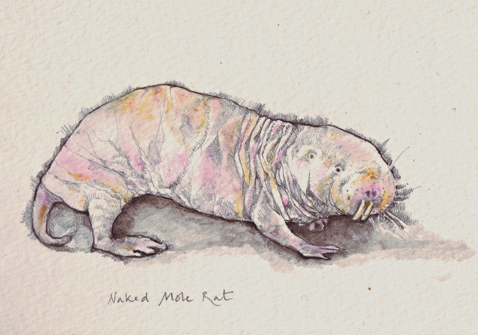 CURIOUS CREATURES 3 - The Naked Mole Rat — JUMP! MAG